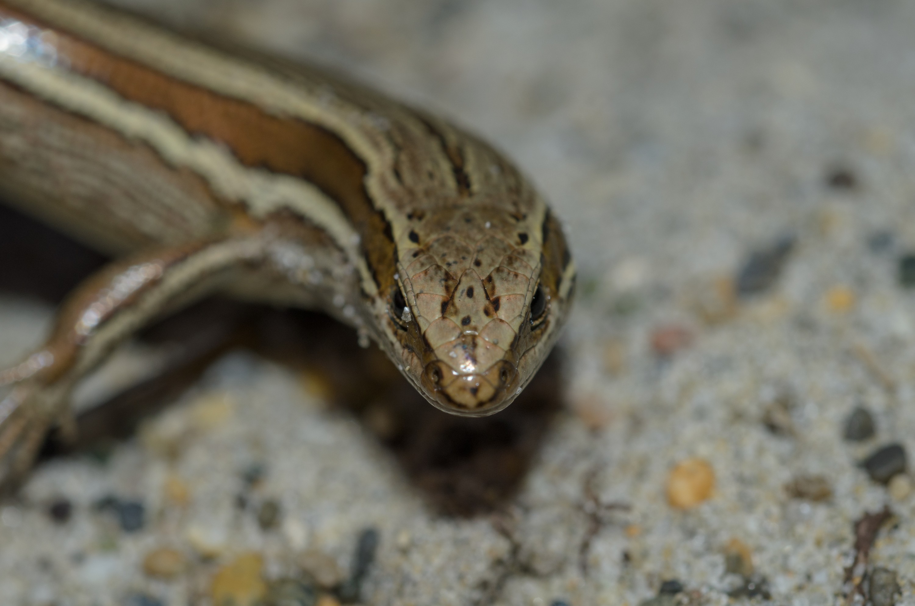 DSC_1856 – Adventure, Bay, Crispin, Island, March 2017, Mason, Mason Bay, National Park, New, New Zealand, Oligosoma polychroma, Rakiura, South, Stewart, Zealand, common skink